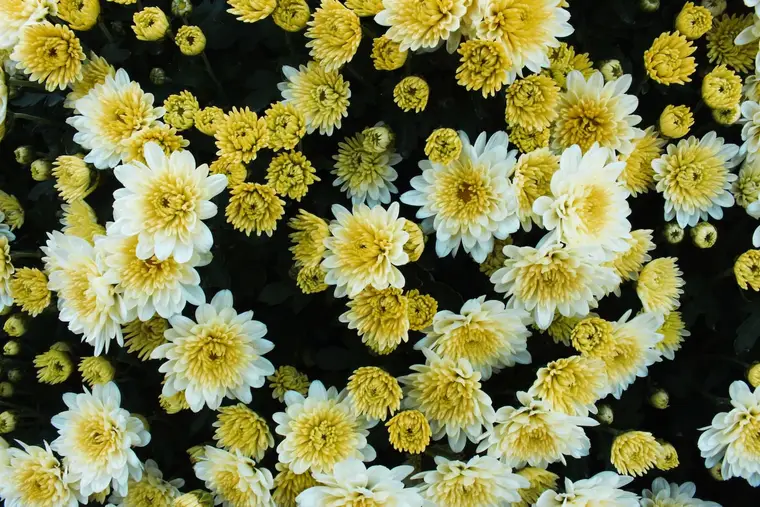 Petits bouquets de fleurs suspendus tête en bas dans une pièce sèche