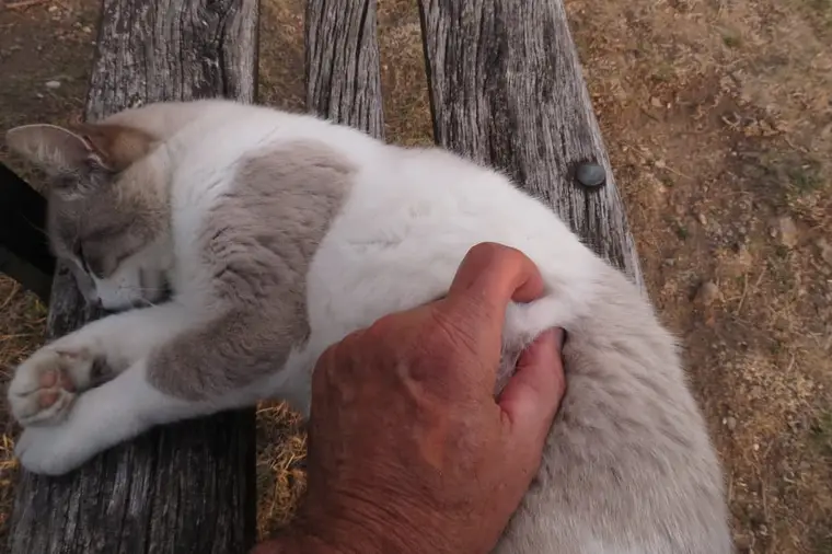 Chat tigré suivant son propriétaire dans le couloir d’un appartement lumineux