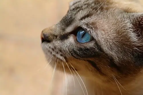 Chat domestique miaulant près de sa gamelle dans une cuisine lumineuse