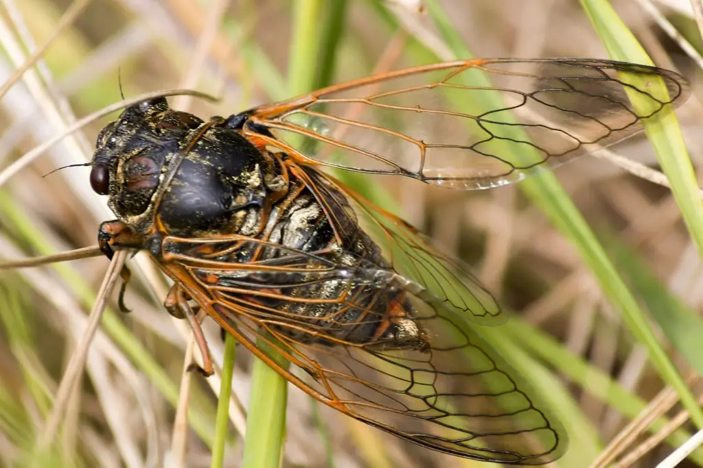 Cigale adulte posée sur l’écorce d’un pin méditerranéen en plein été