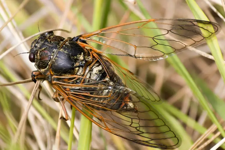 Cigale adulte posée sur l’écorce d’un pin méditerranéen en plein été