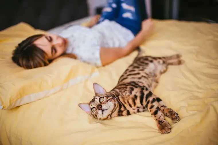 Chat tigré détendu sur un plaid, yeux mi-clos près d’une main