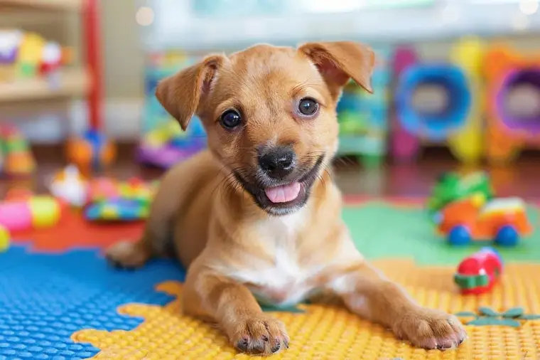 Vétérinaire examinant les dents en cours de remplacement d’un jeune chiot