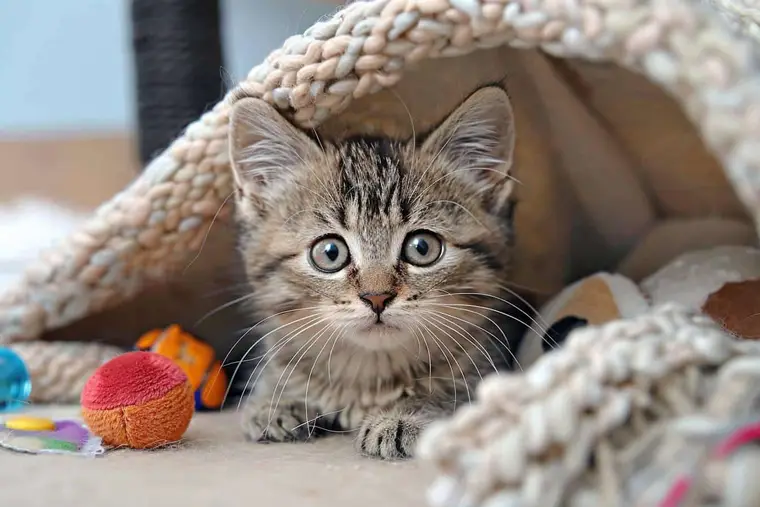 Vétérinaire examinant un jeune chaton trouvé, enveloppé dans une serviette