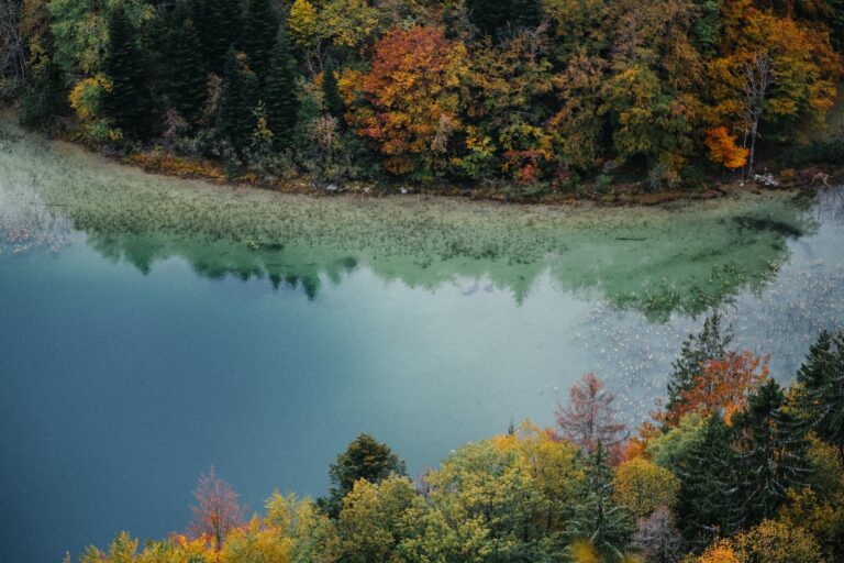 green and brown trees beside river during daytime