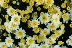 view of white and yellow chrysanthemums